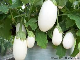 WITTE AUBERGINE