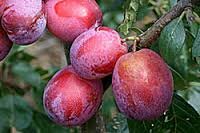 Heerlijke HOLLANDSE OPAL PRUIMEN