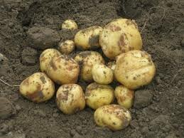 NIEUWE OOGST OPPERDOES